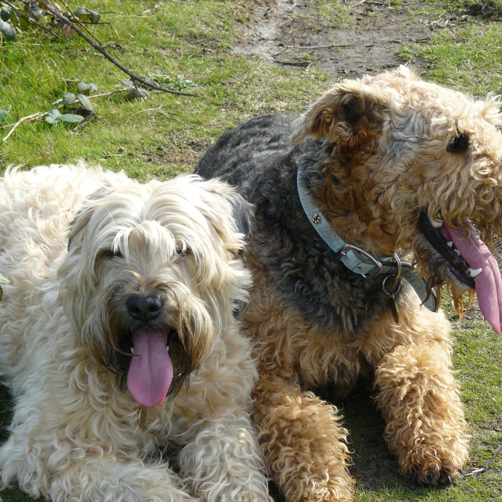 Пара собак эрдельтерьеров