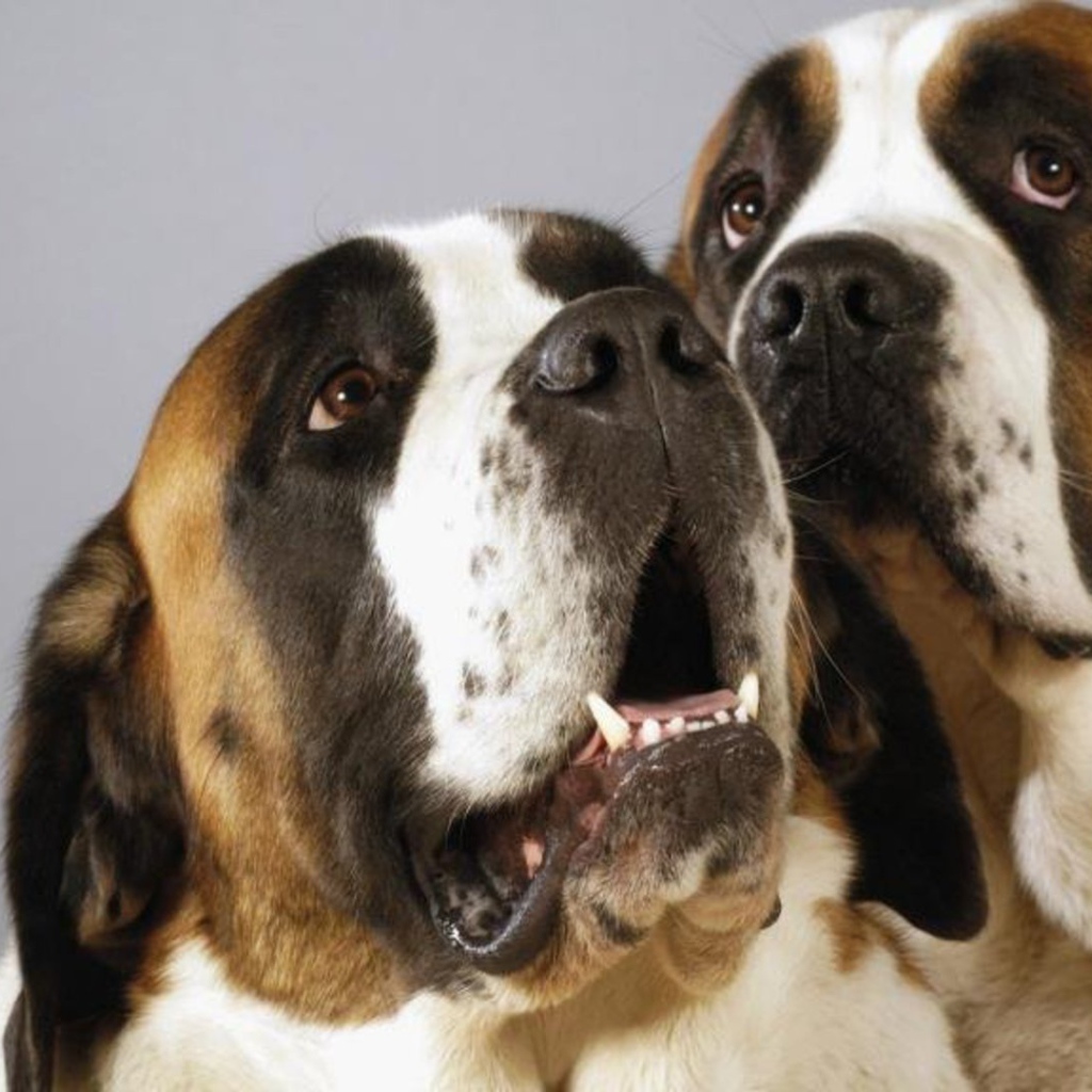Пара собак сенбернаров