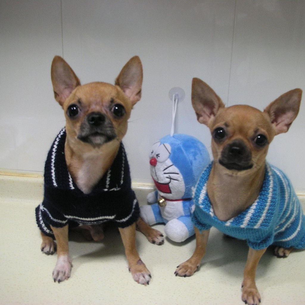 Пара собак чихуахуа