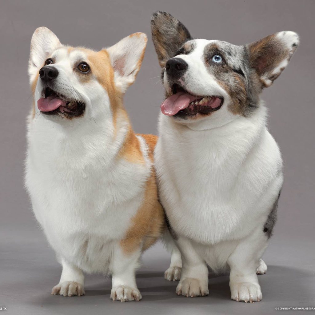 A pair of dogs velsh Corgi