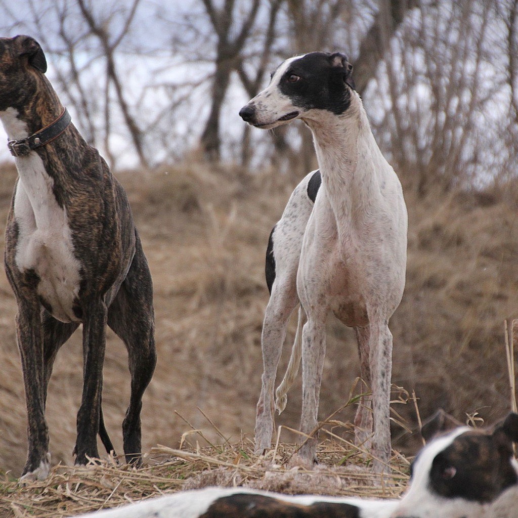 Пара борзых на охоте