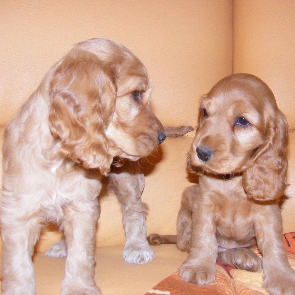 Пара щенков английского кокер спаниеля