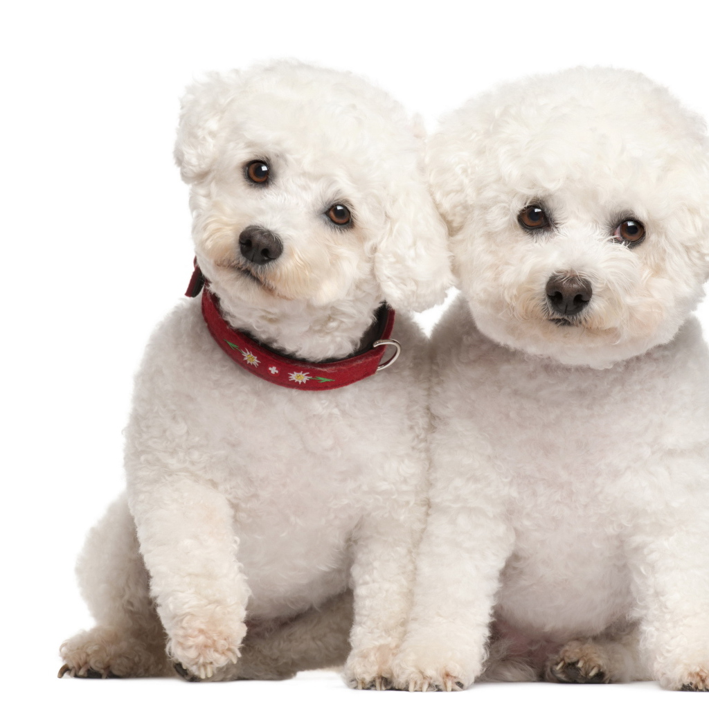 Пара щенков болонки