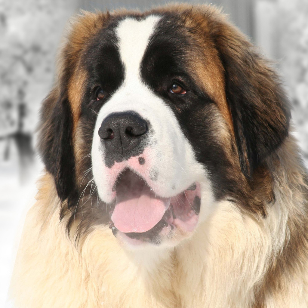 Улыбающийся сенбернар