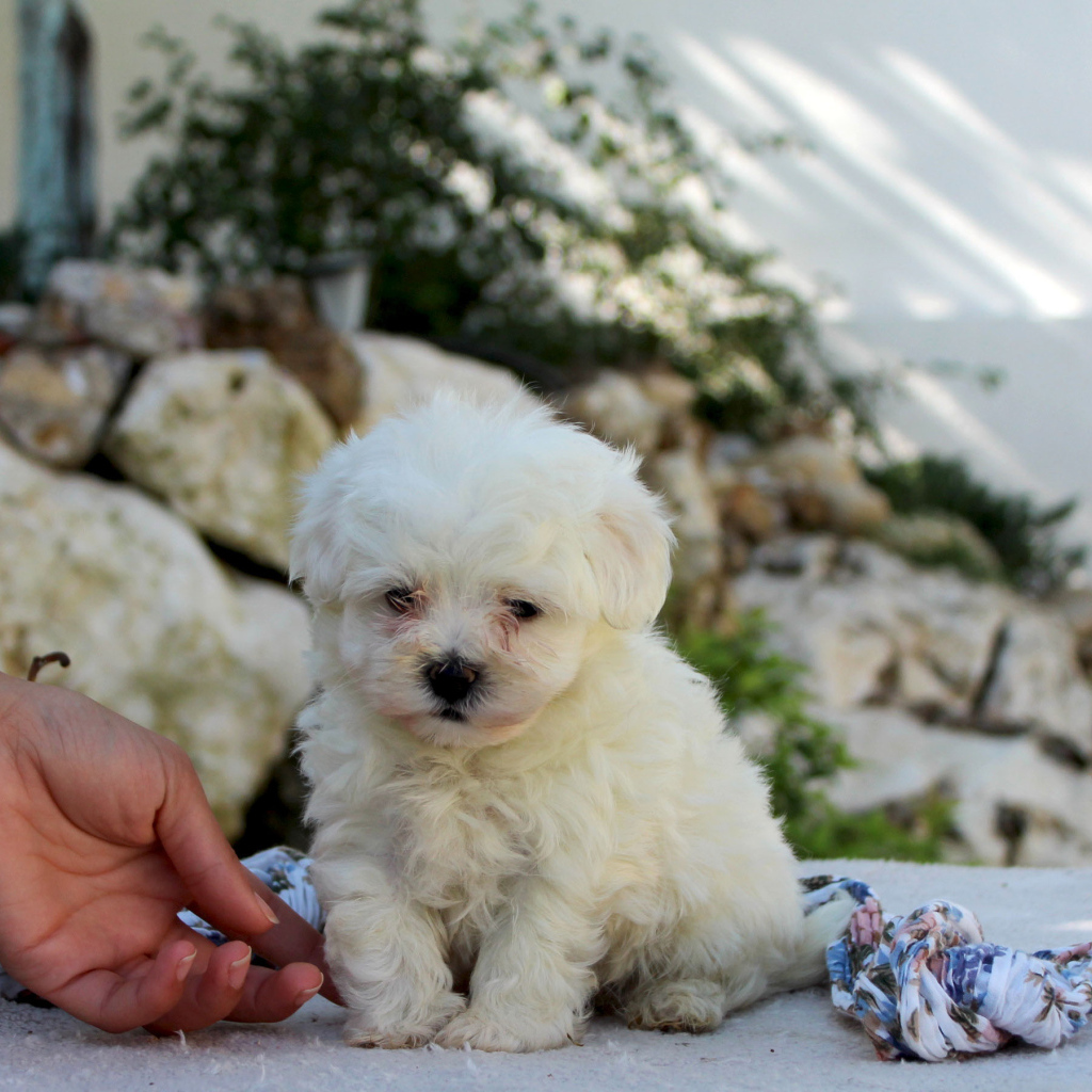 Ласковый щенок болонки
