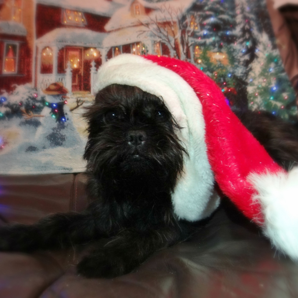 Новогодний наряд аффенпинчера