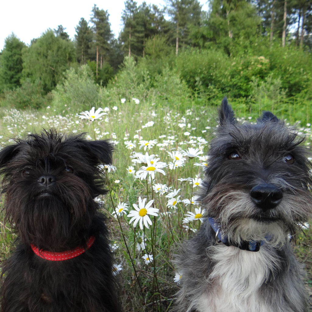 Аффенпинчеры среди ромашек