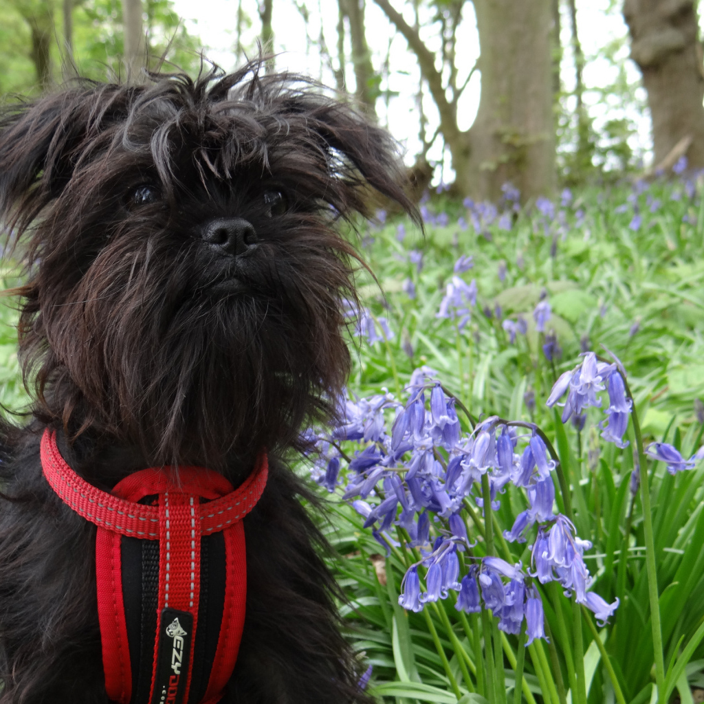 Аффенпинчер в цветах