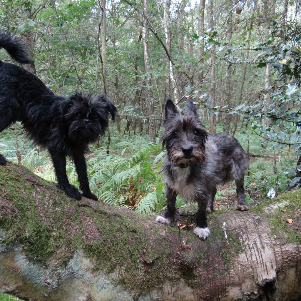 Аффенпинчеры в лесу