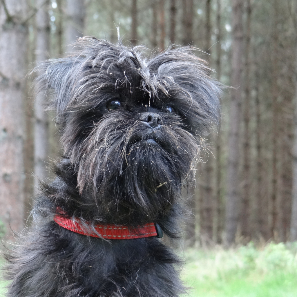 Аффенпинчер на фоне деревьев