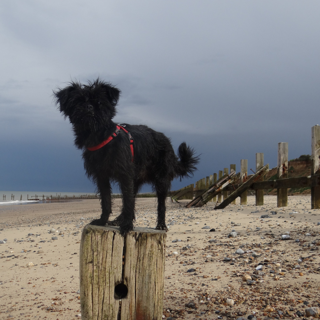 Аффенпинчер на пляже