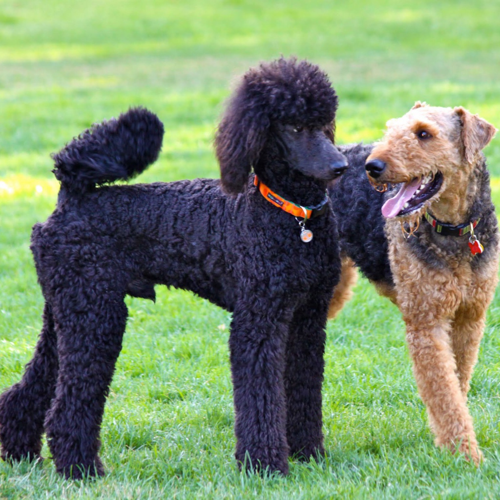 Эрдельтерьер и пудель