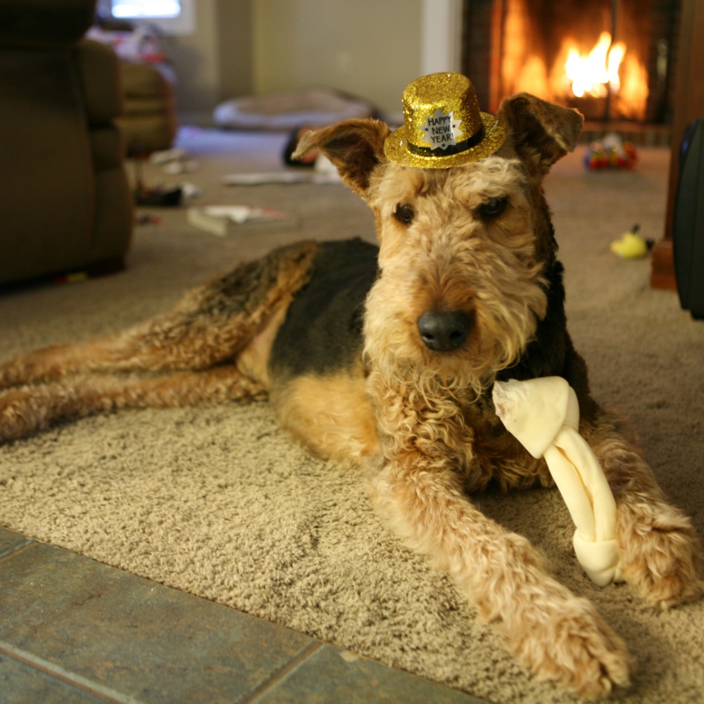 Эрдельтерьер в золотой шляпе