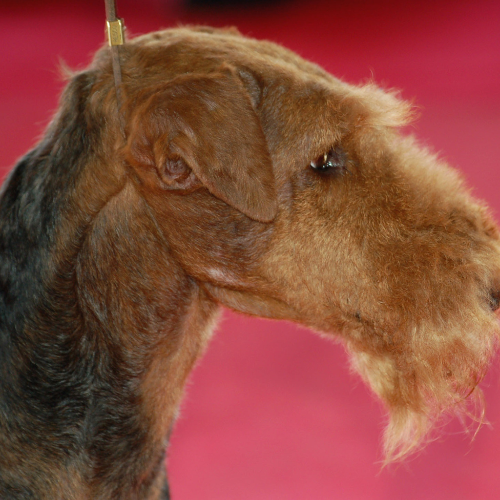 Эрдельтерьер на розовом фоне