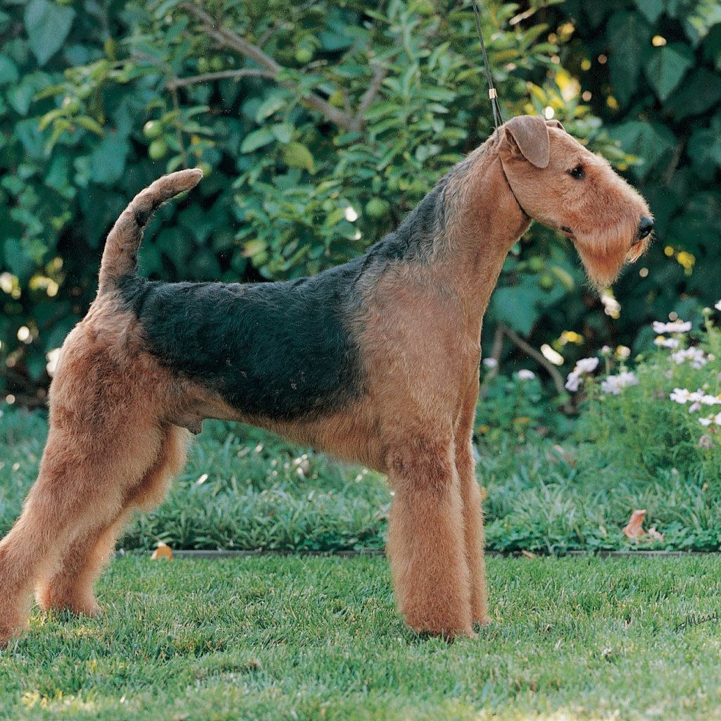 Эрдельтерьер на фоне зелени