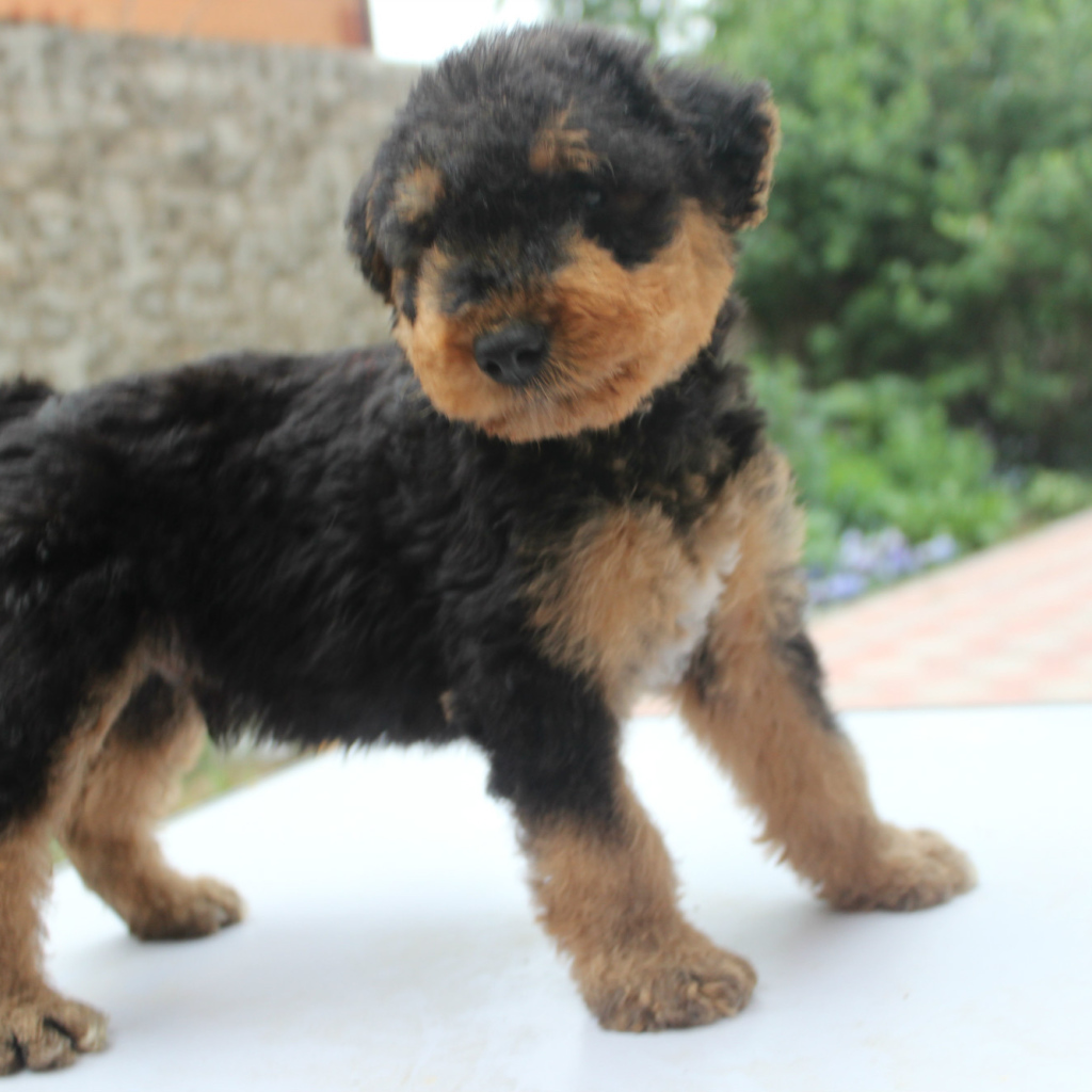 Щенок эрдельтерьера