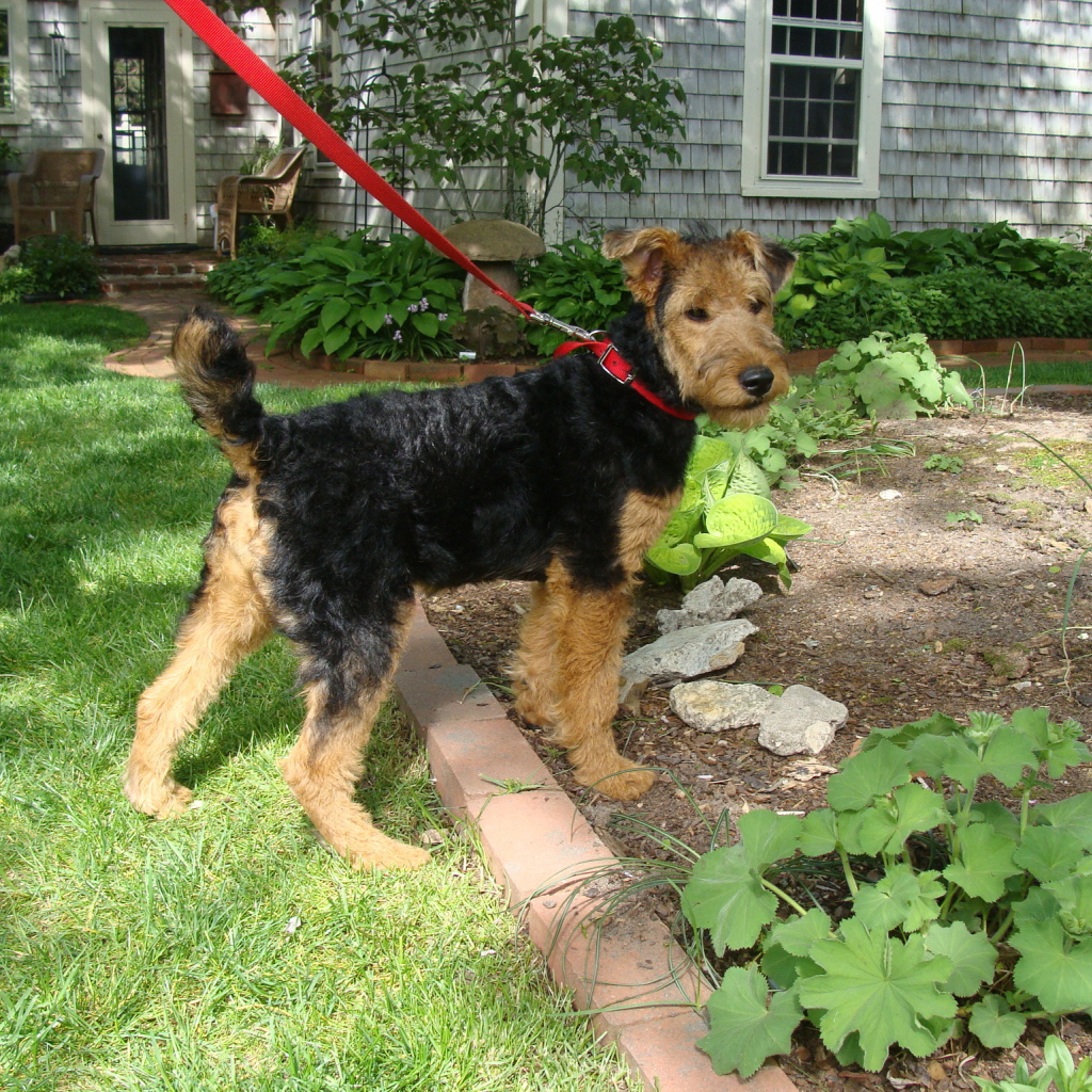 Щенок эрдельтерьера на прогулке
