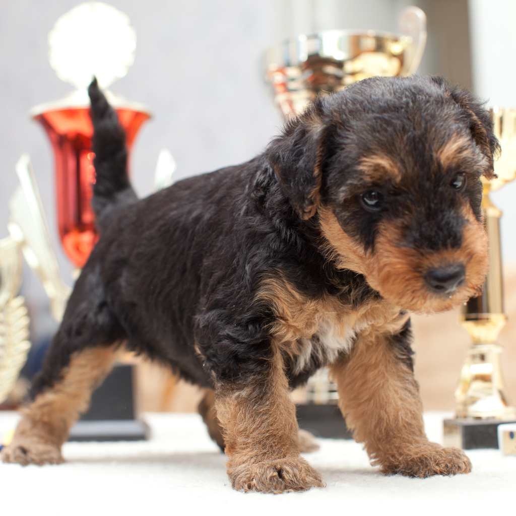 Щенок эрдельтерьера учится ходить