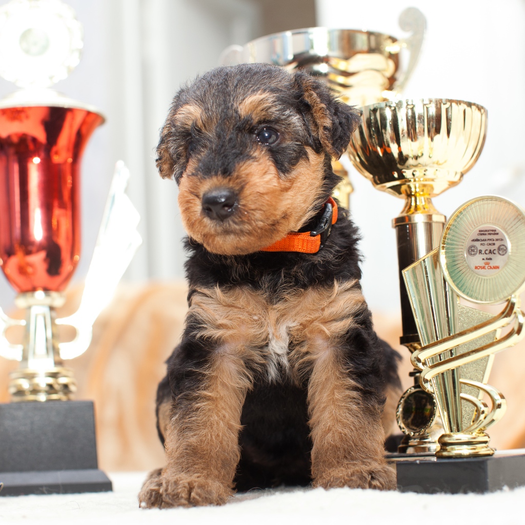 Щенок эрдельтерьера с наградами