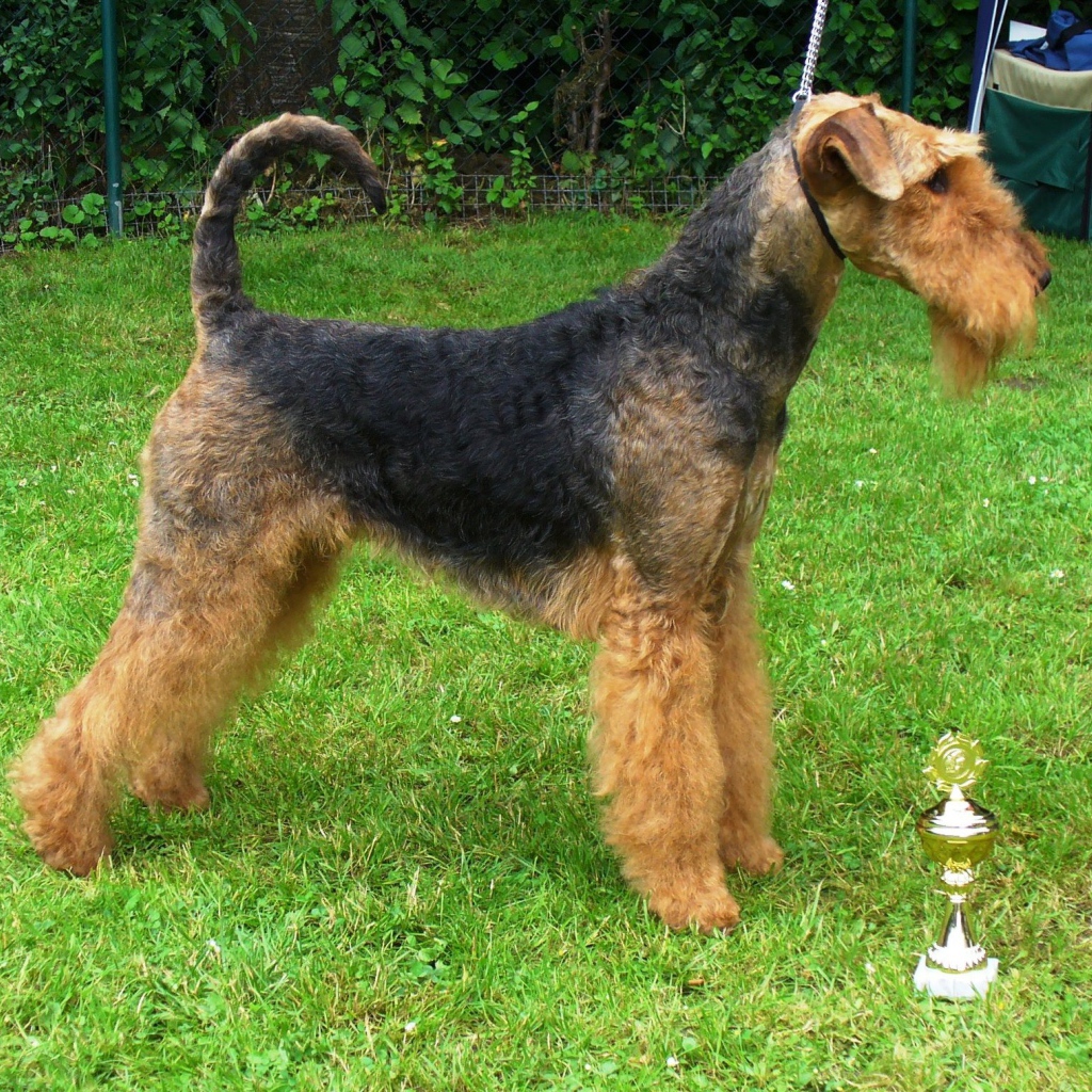 Эрдельтерьер со своим кубком