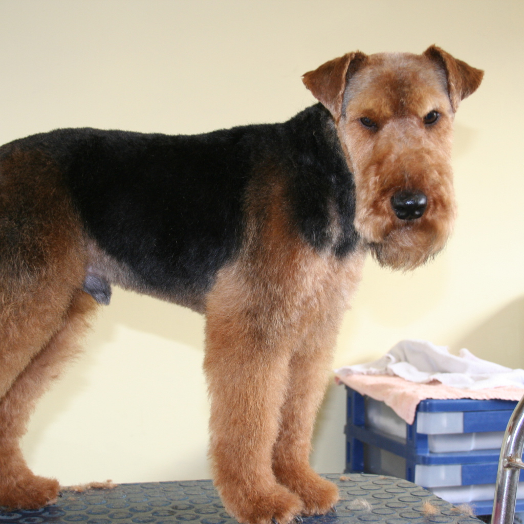 Эрдельтерьер на приеме у ветеринара