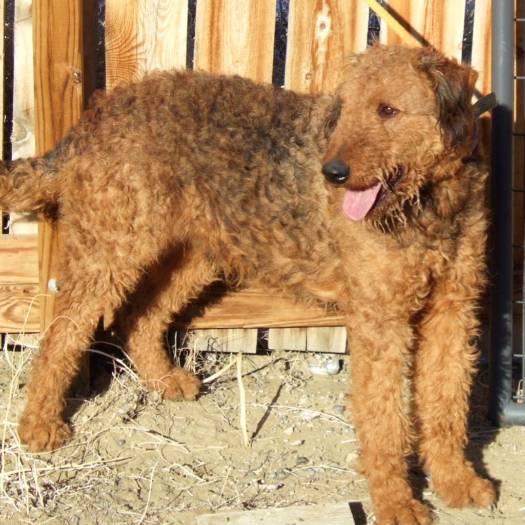 Эрдельтерьер у деревянного забора