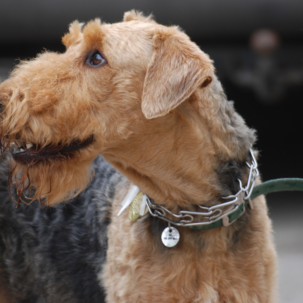 Собака эрдельтерьер на выставке