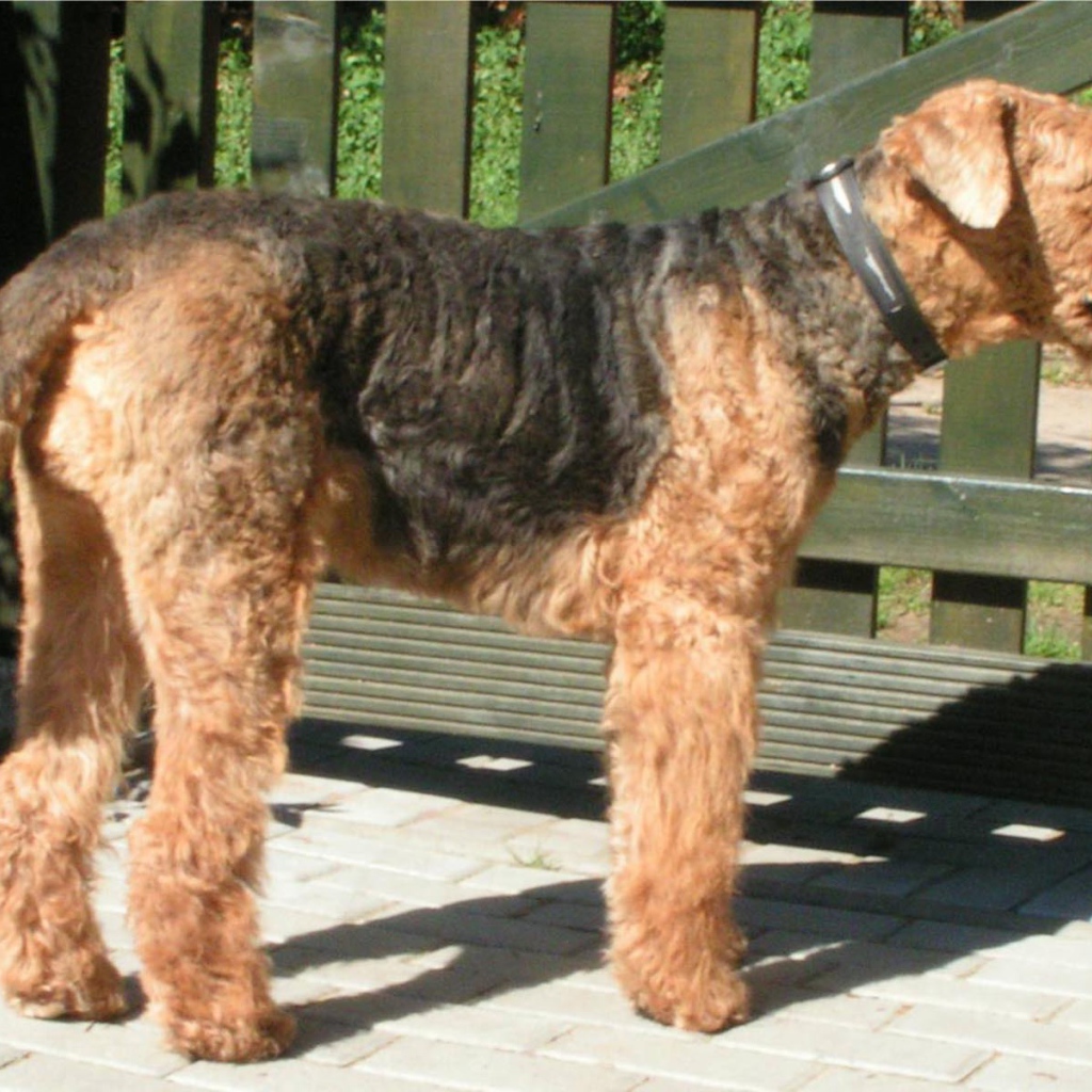 Пес эрдельтерьер охранник