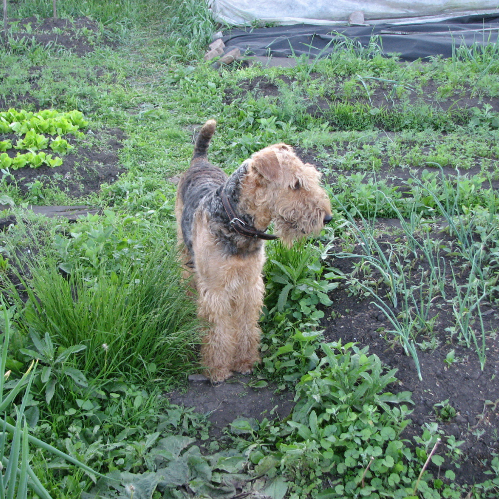 Собака эрдельтерьер в огороде