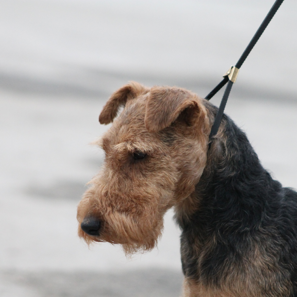 Пес эрдельтерьер на поводке