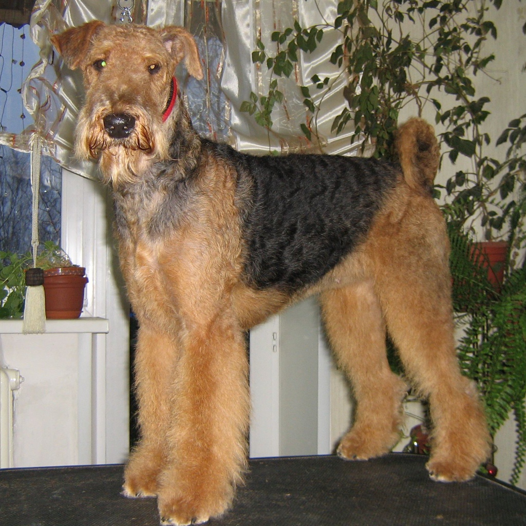 Собака эрдельтерьер на столе