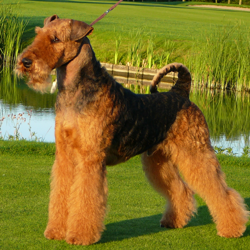 Собака эрдельтерьер у пруда