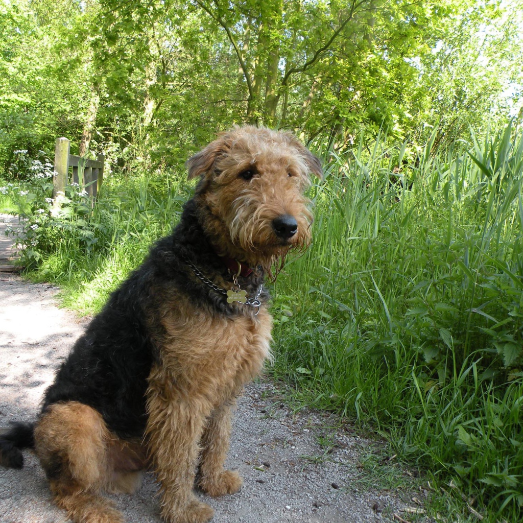 Собака эрдельтерьер сидит