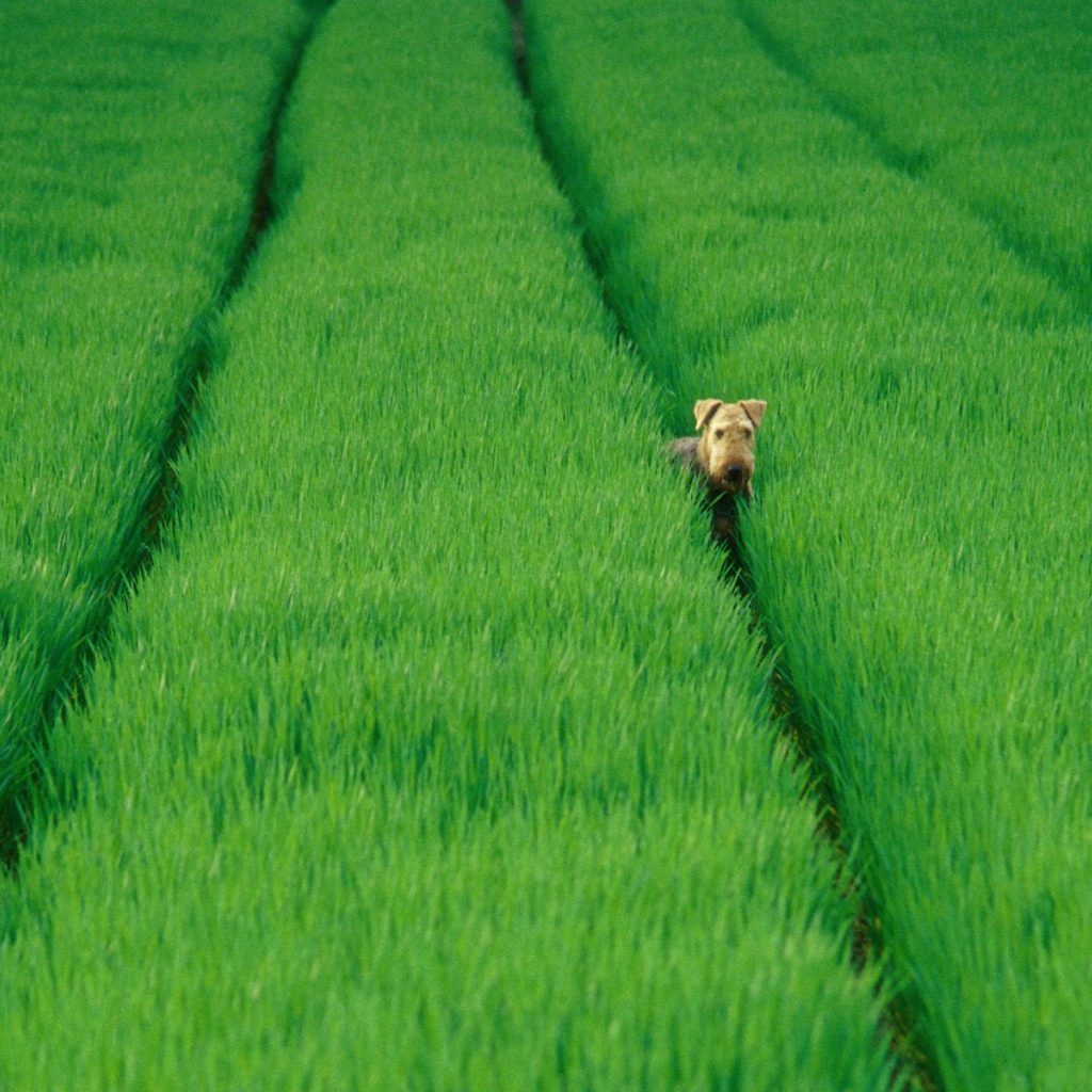 Эрдельтерьер в зеленых полях