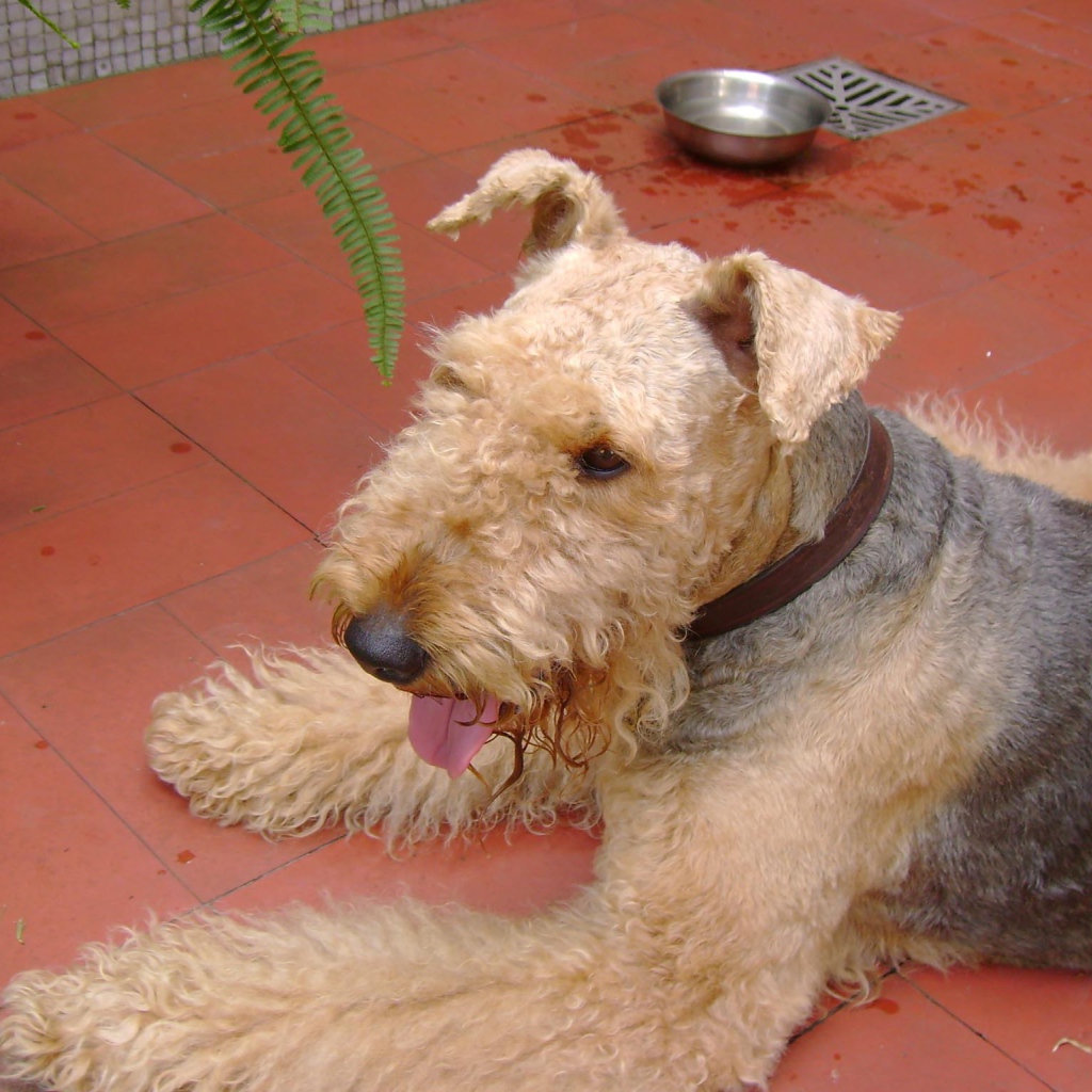 Эрдельтерьер на кафельном полу