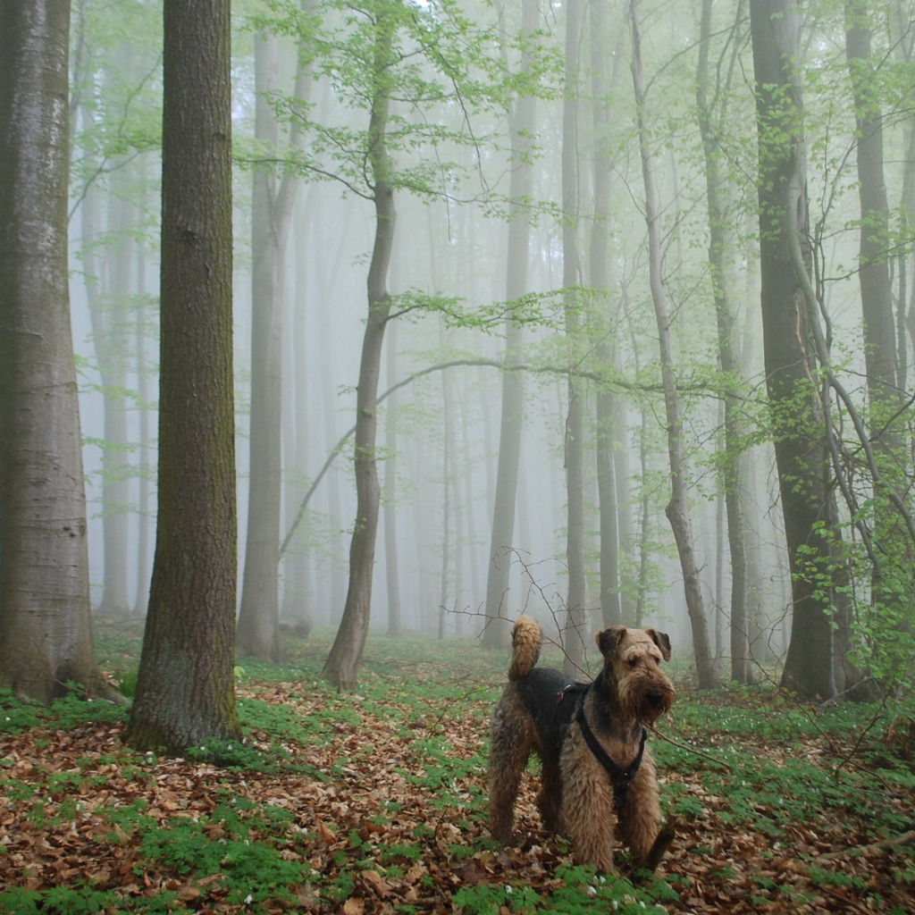 Эрдельтерьер гуляет в лесу