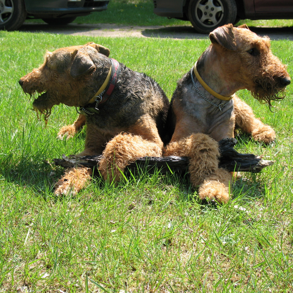 Эрдельтерьеры делят палку