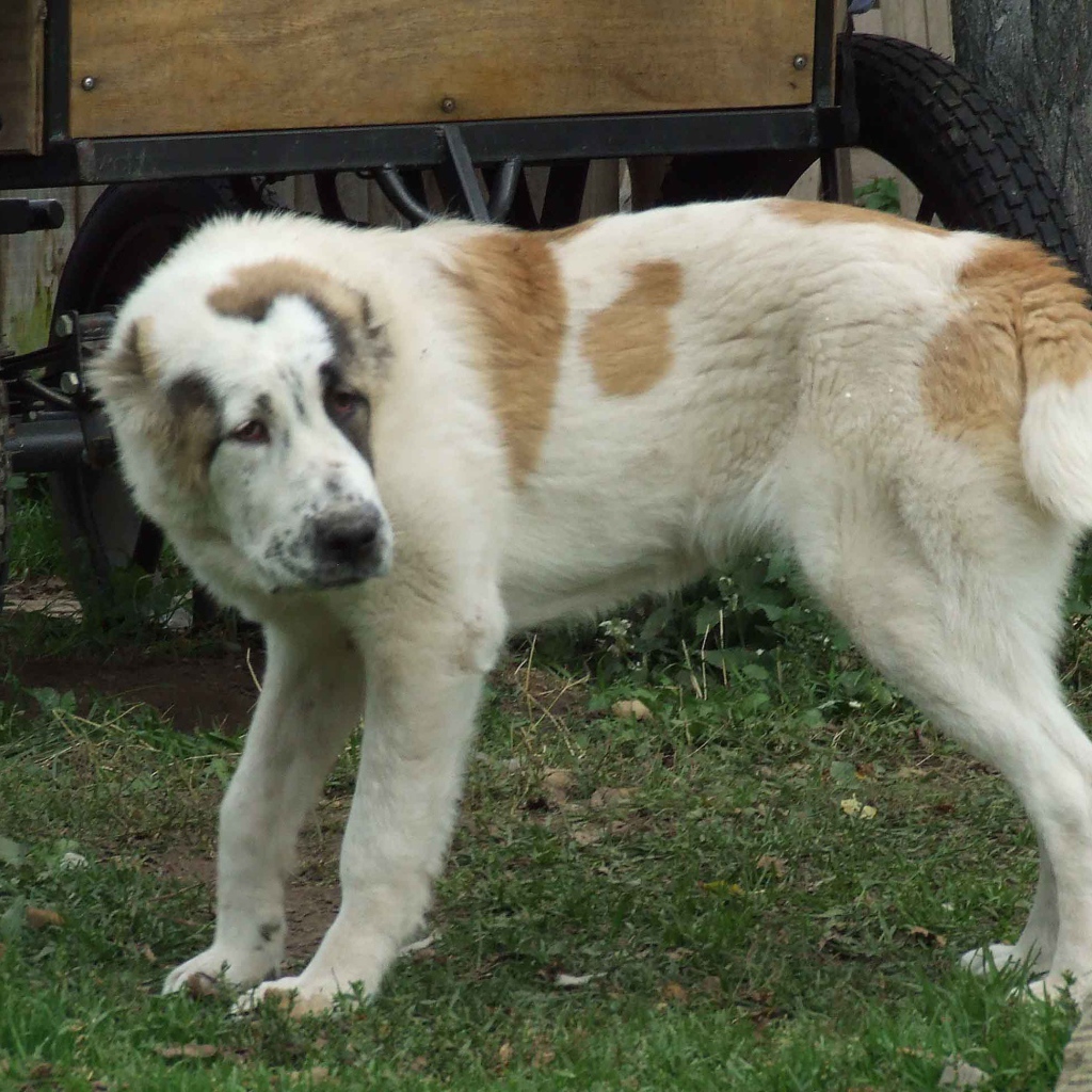 Алабай заискивает перед хозяином