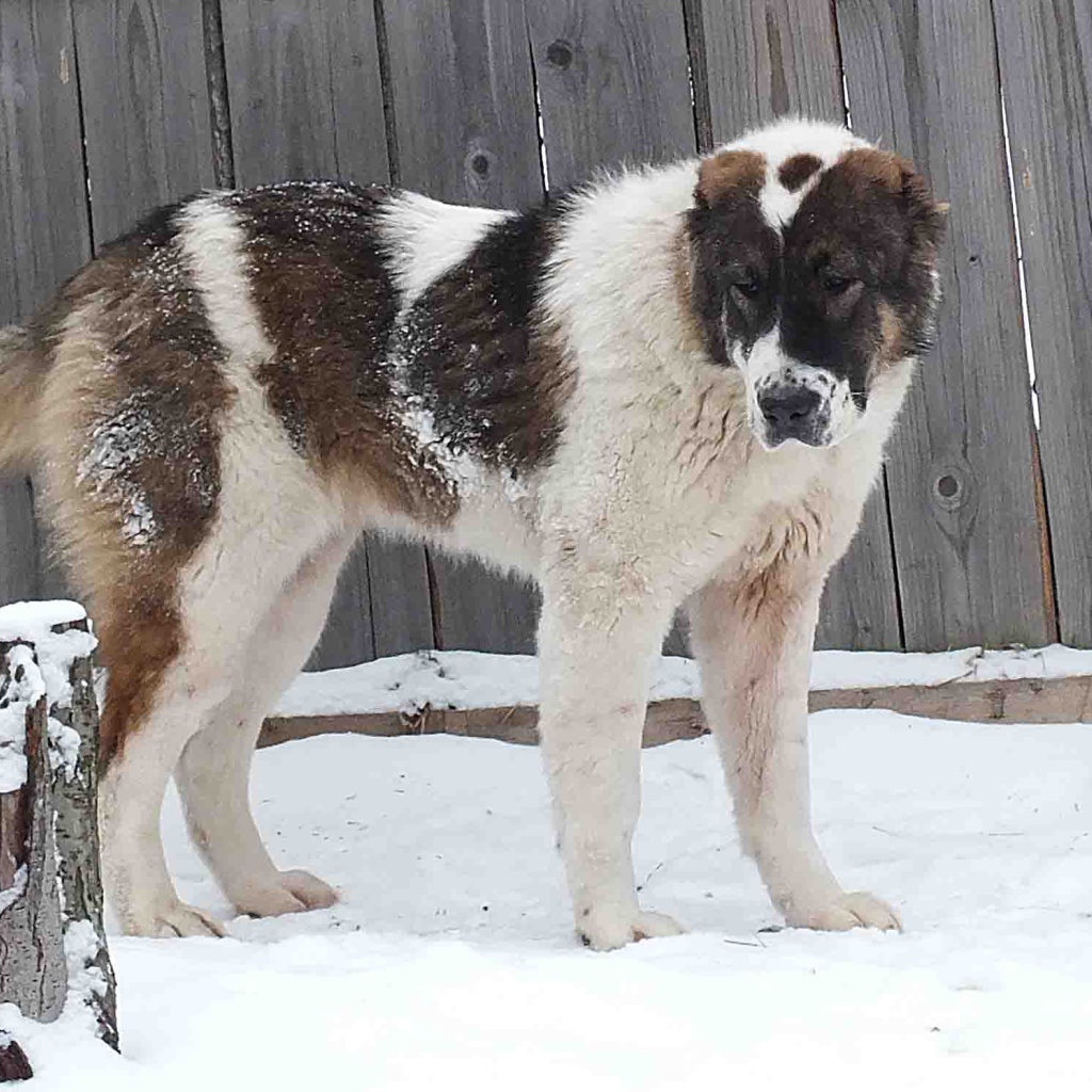 Алабай у забора