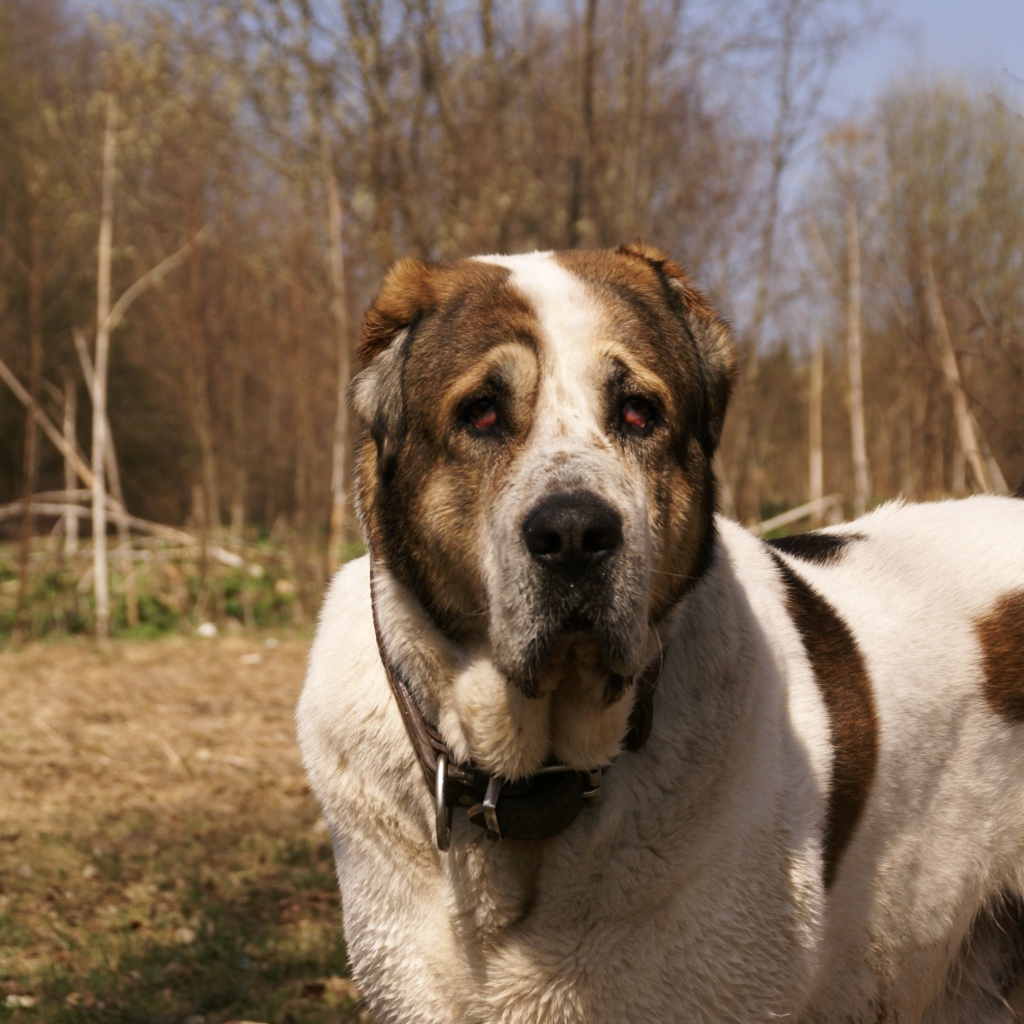 Алабай в весеннем парке