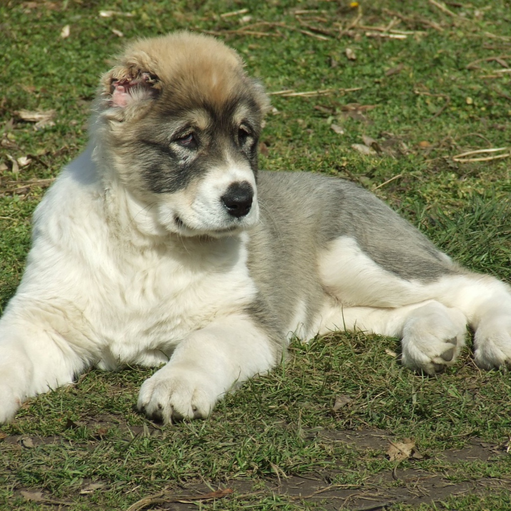 Щенок алабая на траве