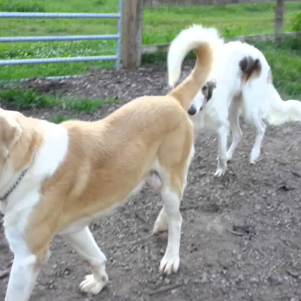Алабай гуляет во дворе