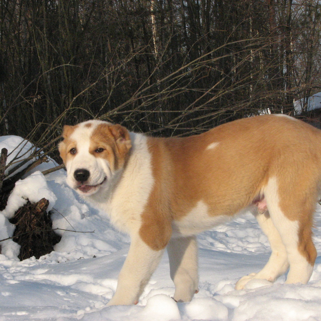 Алабай гуляет зимой