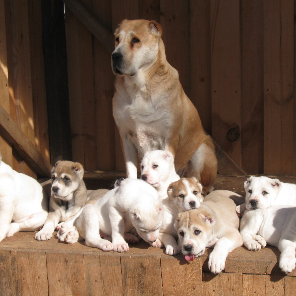 Алабай со своими щенками