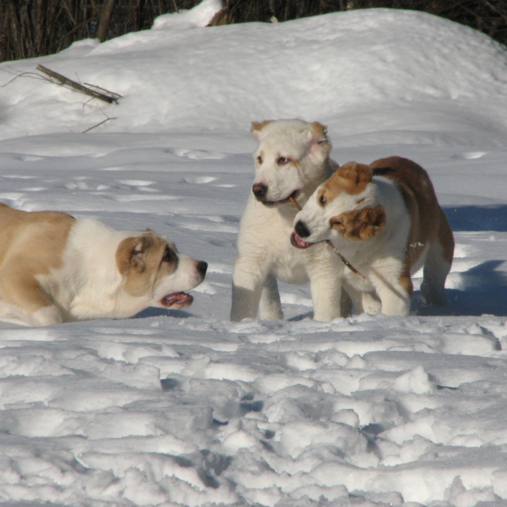 Алабаи играют в снегу
