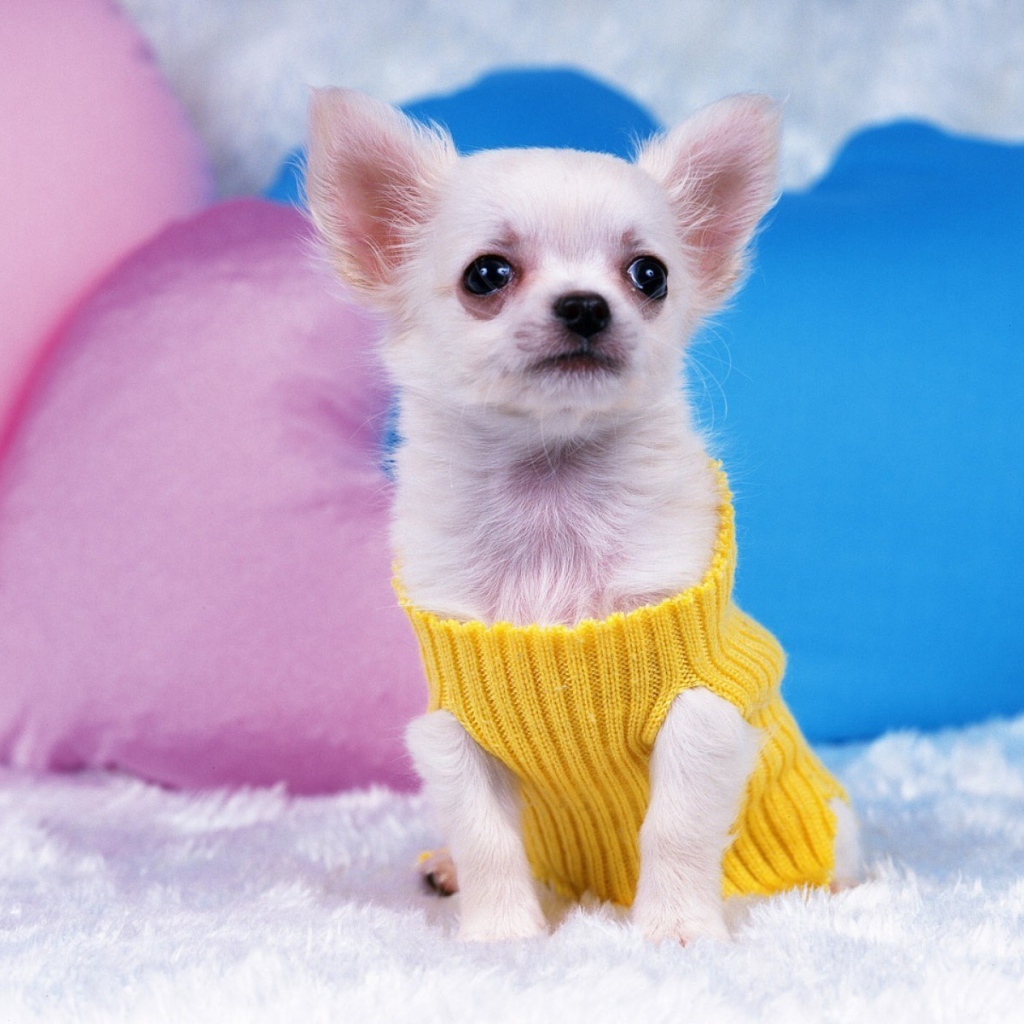 Восхитительная собака чихуахуа