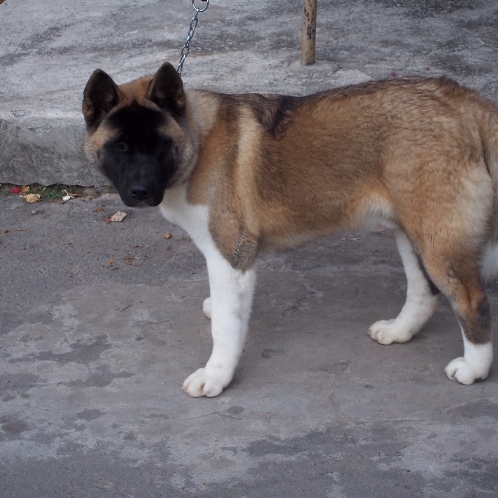 Порода собак американская акита