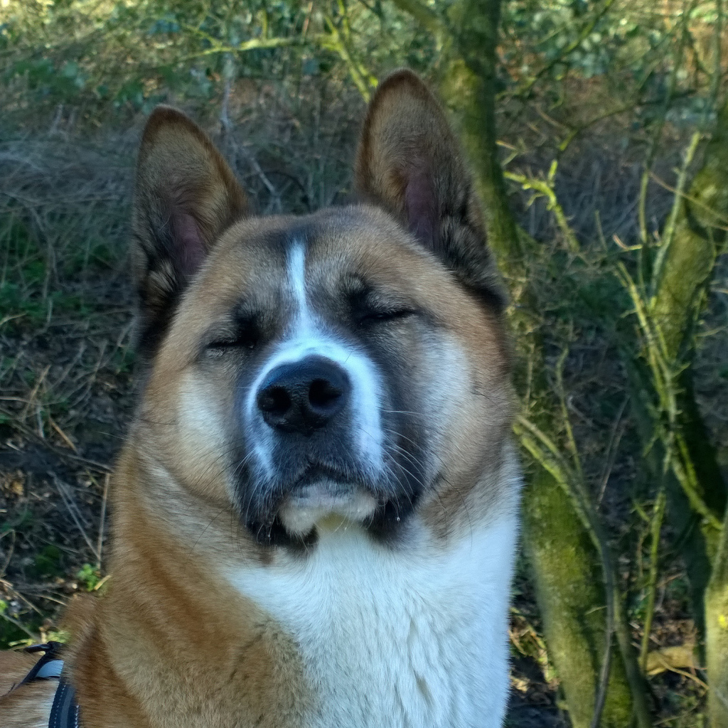 Американская акита прикрыла глаза