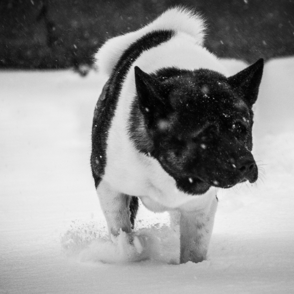 Американская акита в снегу