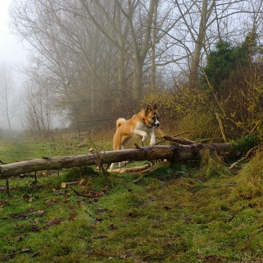 Американская акита прыгает через препятствие